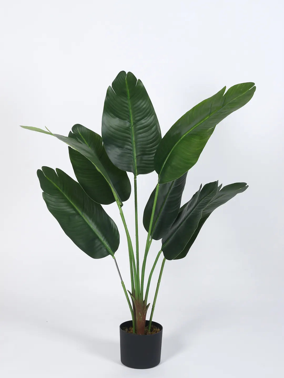 Artificial Cavendish Traveller Banana Plant  with Basic Black Pot - 4 feet Green