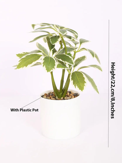 Artificial Schefflera Plants With Pot (22 cm Tall, White)