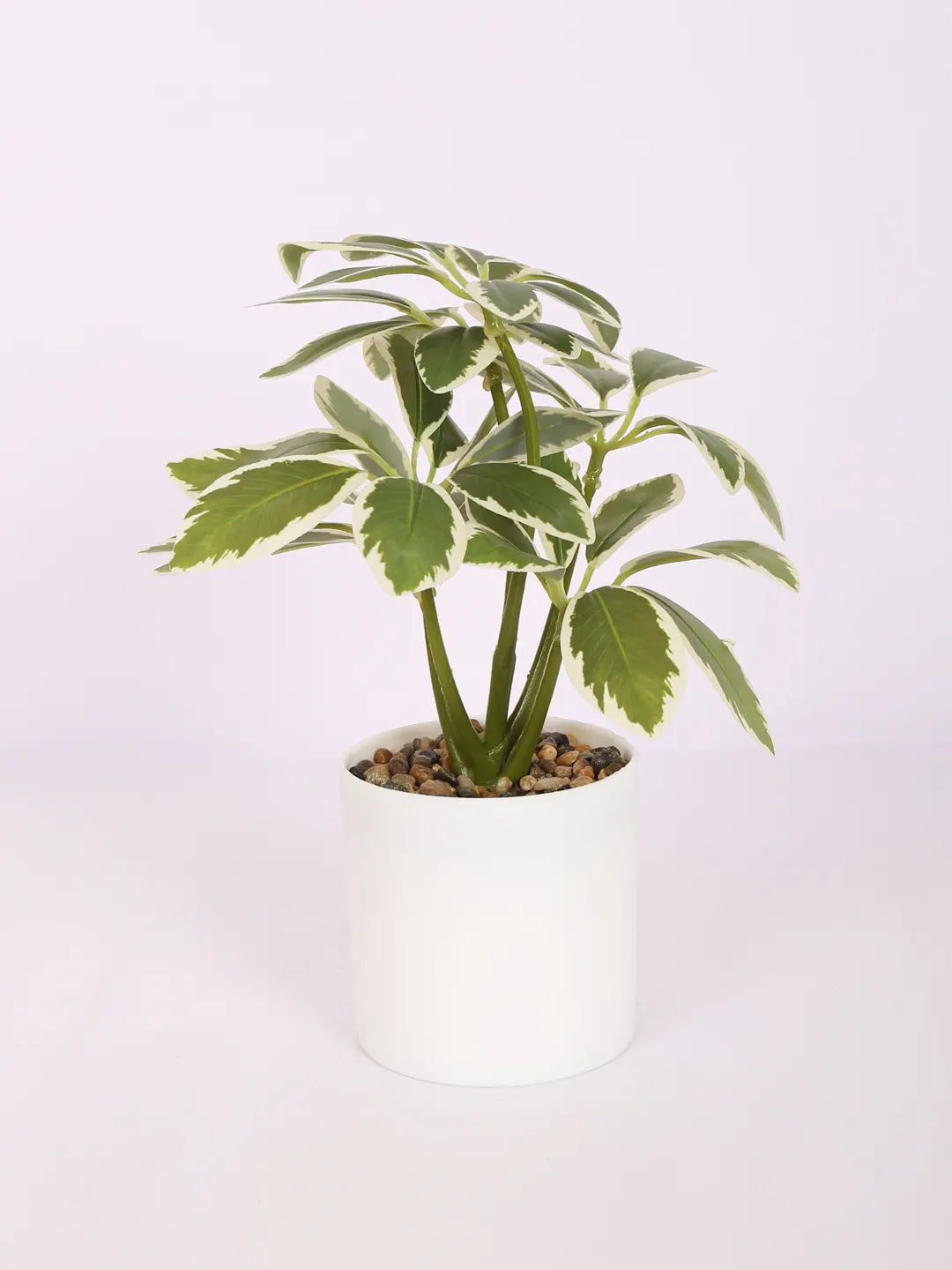 Artificial Schefflera Plants With Pot (22 cm Tall, White)