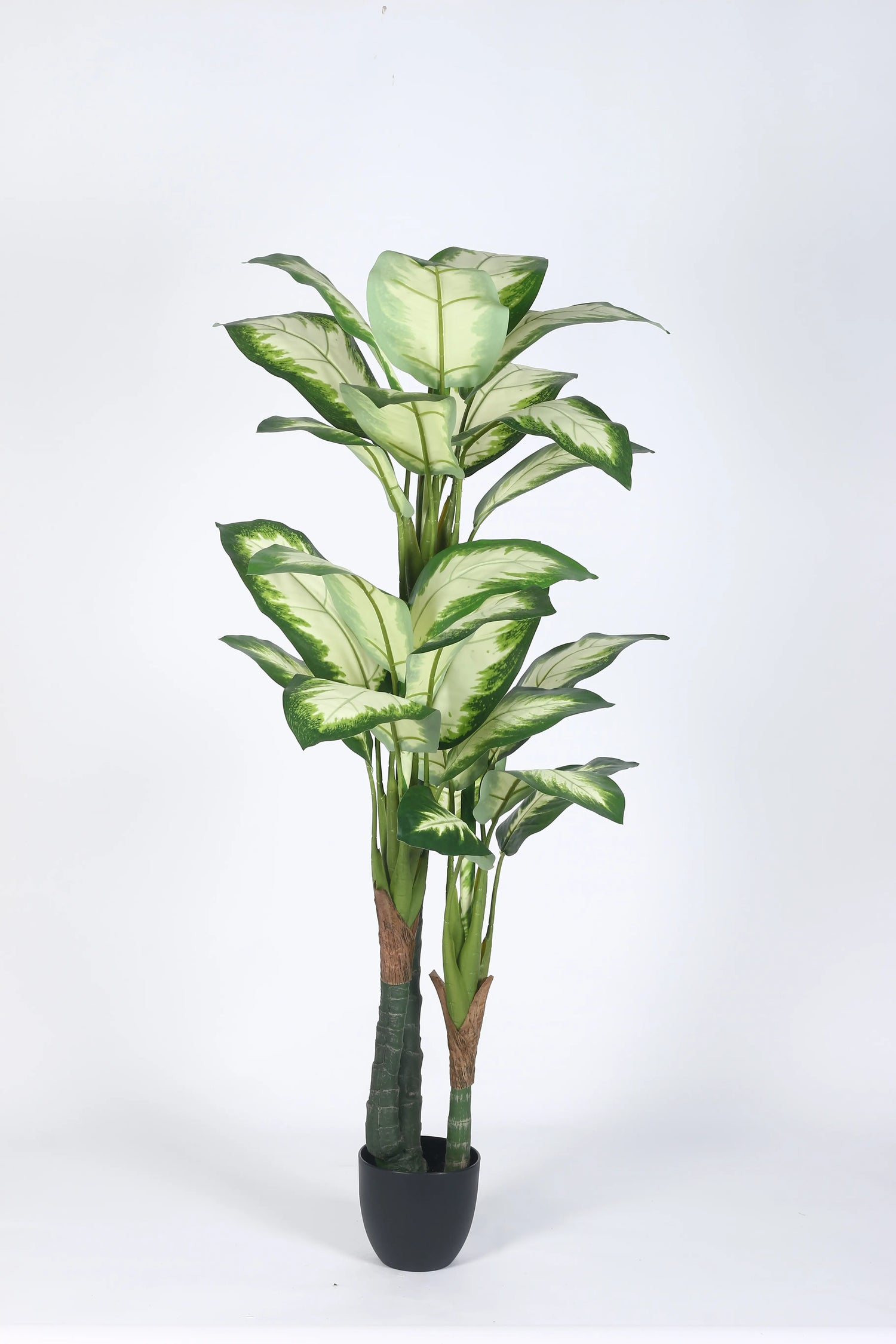 Artificial Evergreen Dieffenbachia Plant with Basic Black Pot - 160 cm Tall, Green/White