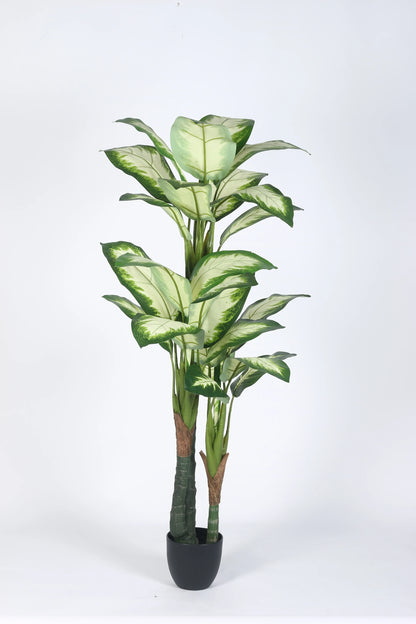 Artificial Evergreen Dieffenbachia Plant with Basic Black Pot - 160 cm Tall, Green/White