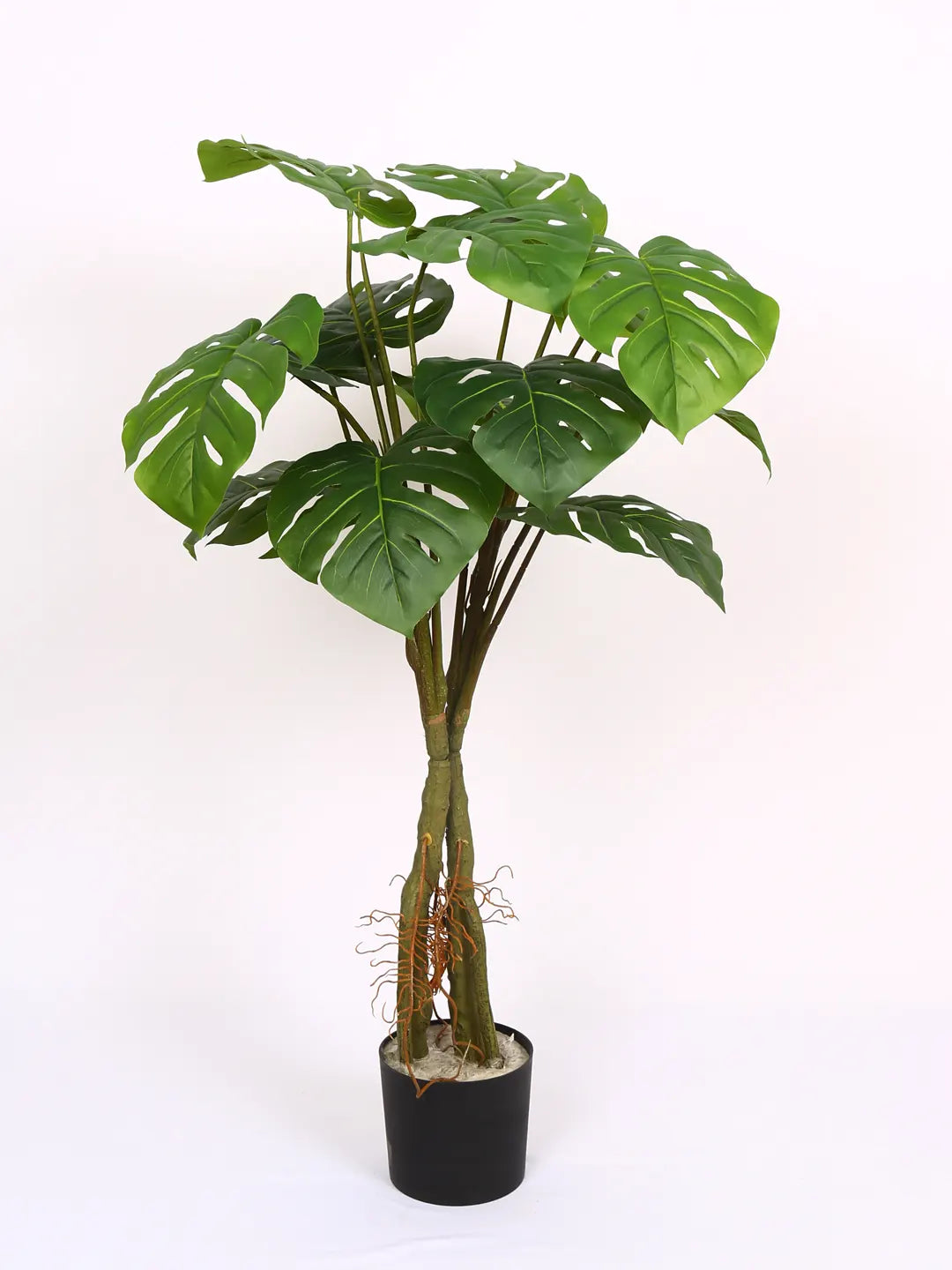 Artificial Midas Monstera Plant with Basic Black Pot - 100 cm Tall, Green