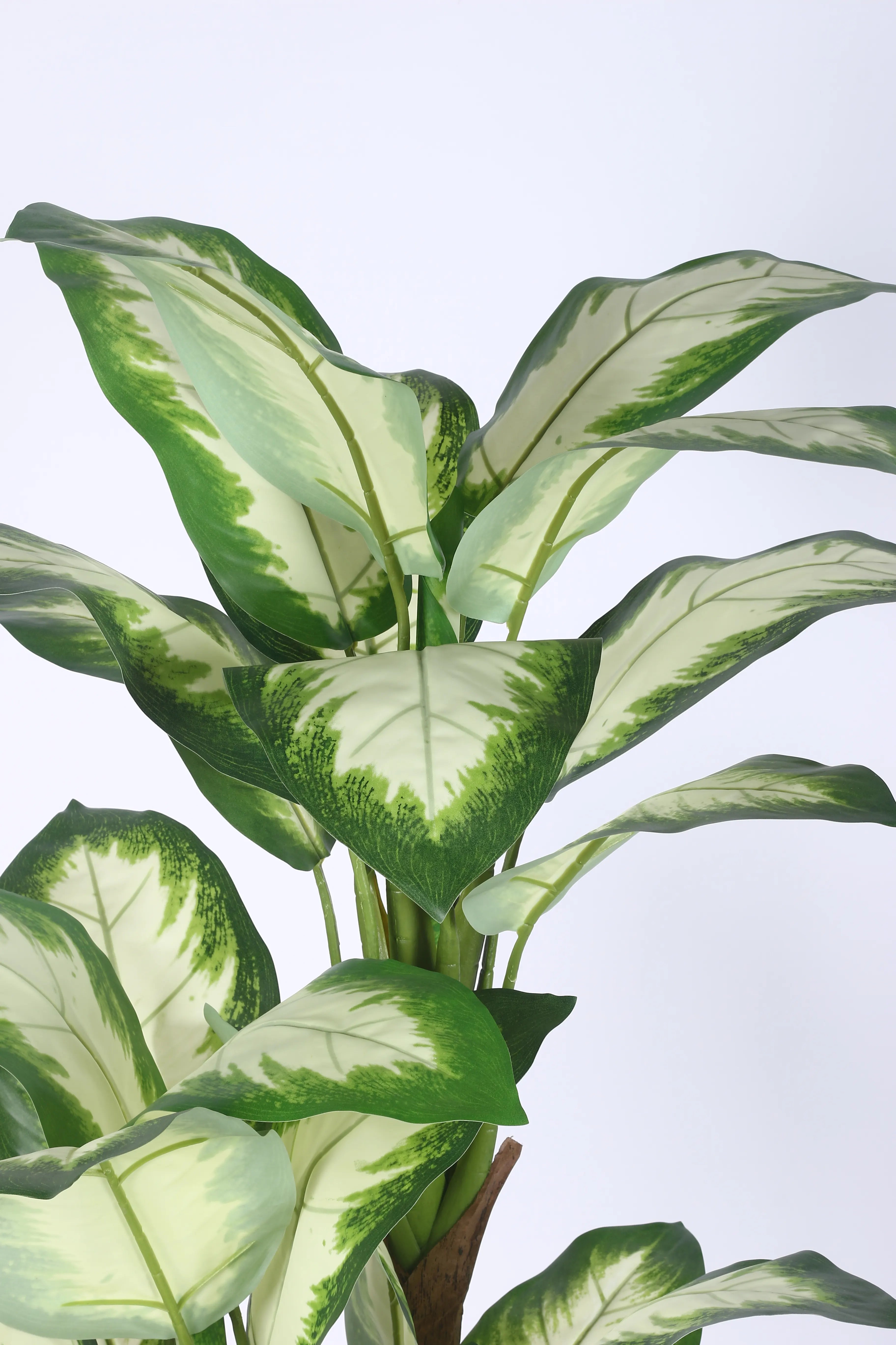Artificial Evergreen Dieffenbachia Plant with Basic Black Pot - 160 cm Tall, Green/White
