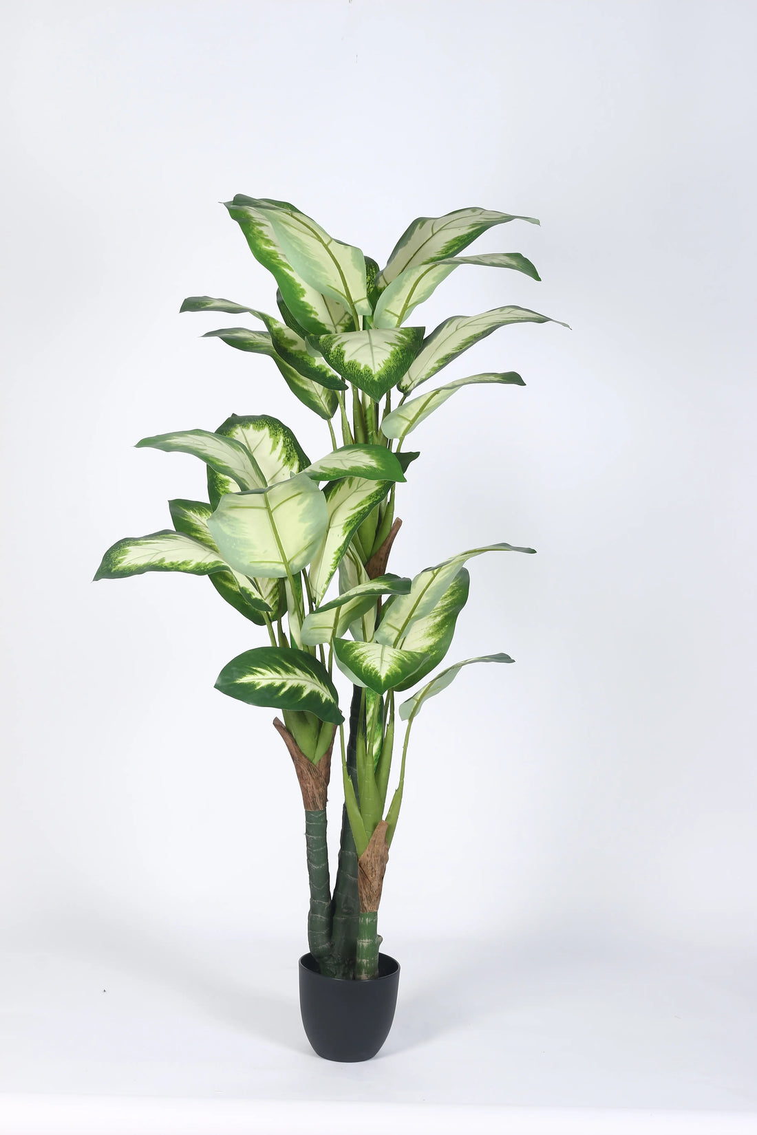 Artificial Evergreen Dieffenbachia Plant with Basic Black Pot - 160 cm Tall, Green/White