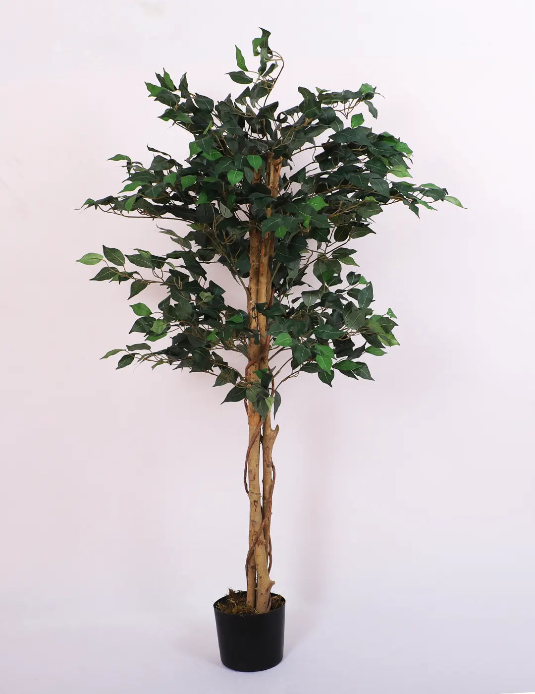 Artificial Green Dried Ficus Plant with Basic Black Pot - 5 Feet Tall Green Leaves