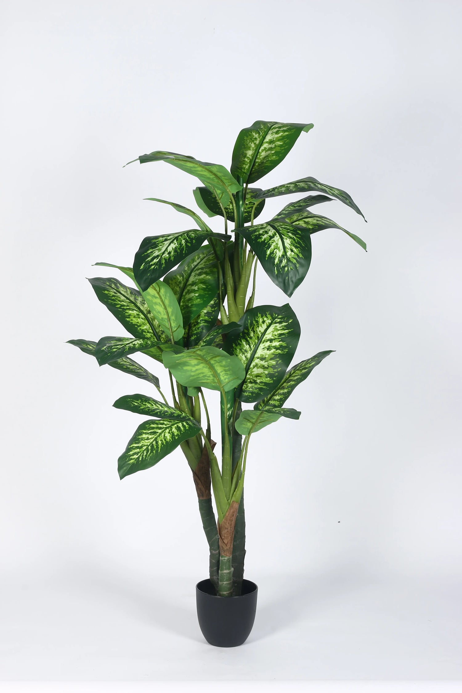 Artificial Evergreen Dieffenbachia Plant with Basic Black Pot - 160 cm Tall, Dark/Green