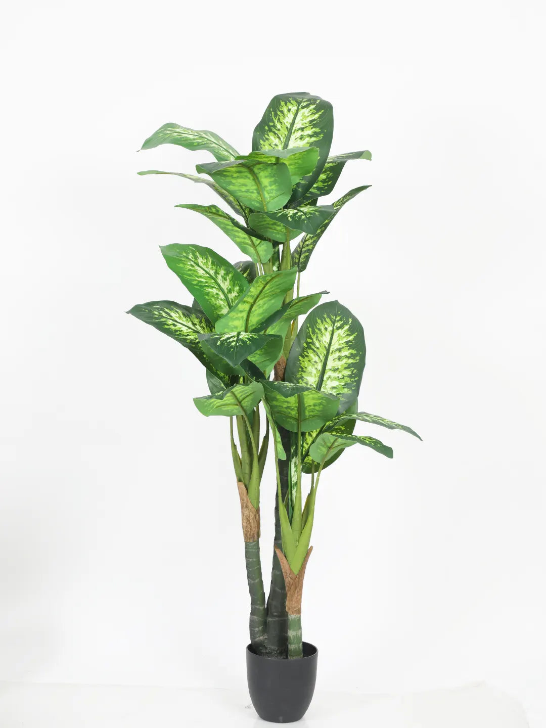 Artificial Evergreen Dieffenbachia Plant with Basic Black Pot - 160 cm Tall, Dark/Green