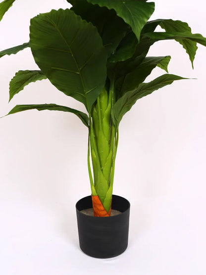 Artificial Peace lily Flowers Plant with Basic Black Pot 105 cm Tall, Green