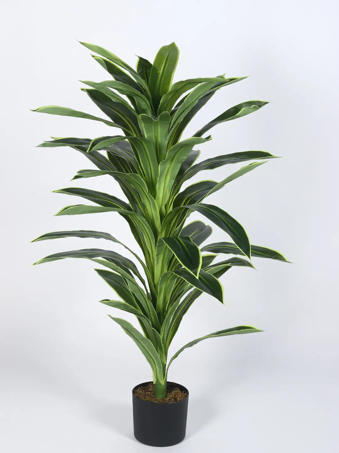 Artificial Botanic Dracaena Plant with Basic Black Pot - 4 Feet Green