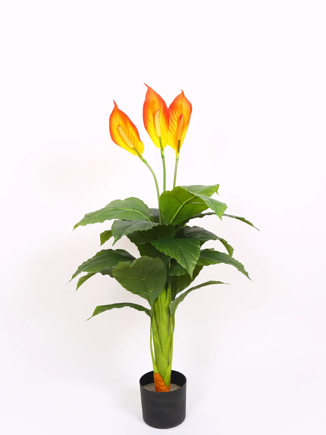 Artificial Peace lily Flowers Plant with Basic Black Pot 105 cm Tall, Green