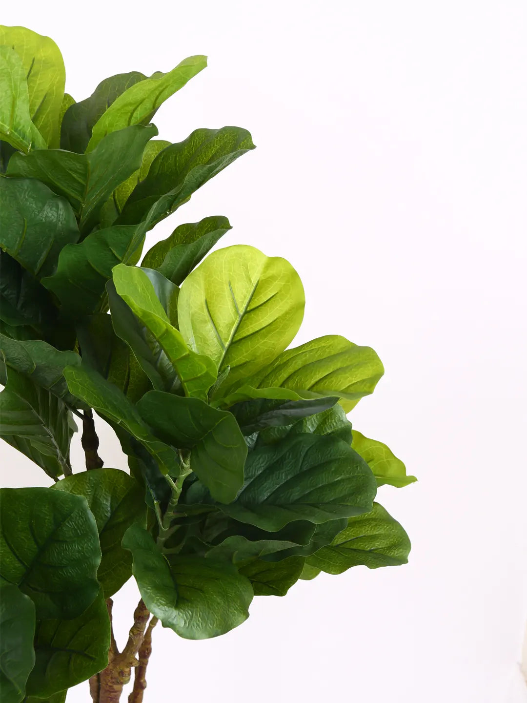 Artificial Evergreen Fiddle Fig Plant with Basic Black Pot - 120 cm Tall Green