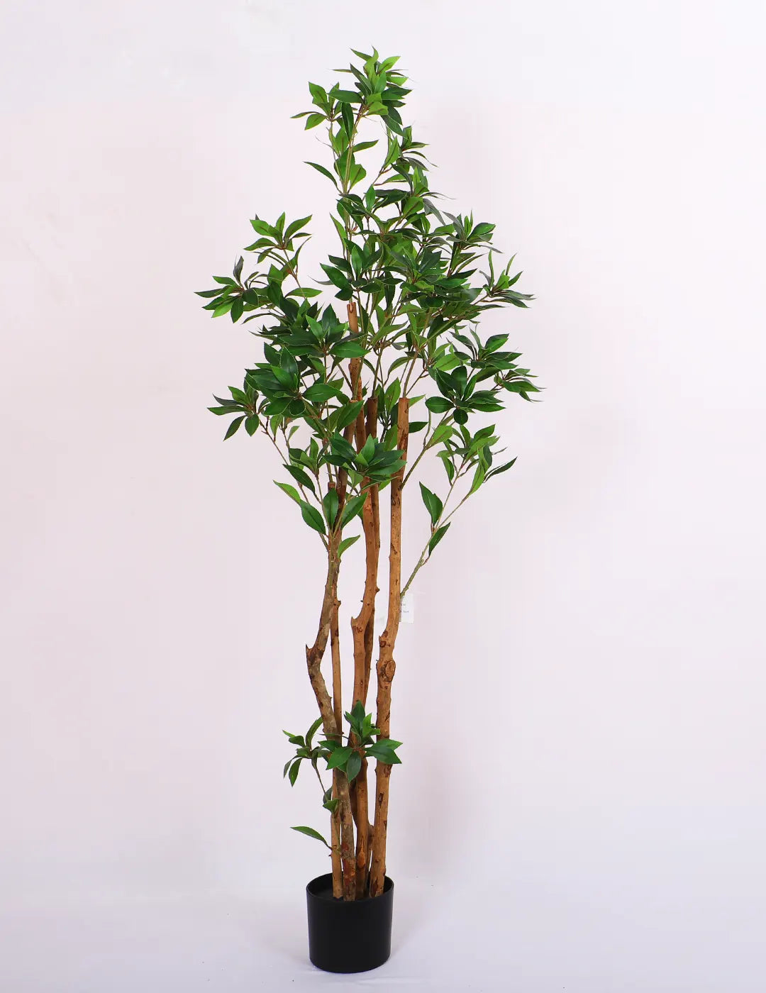 Artificial Midas Ruscus Lush Plant with Basic Black Pot - 5 Feet Tall